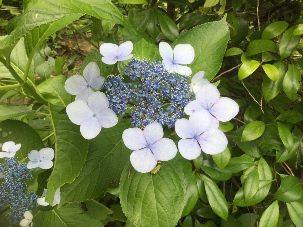 紫陽花を刺繍する