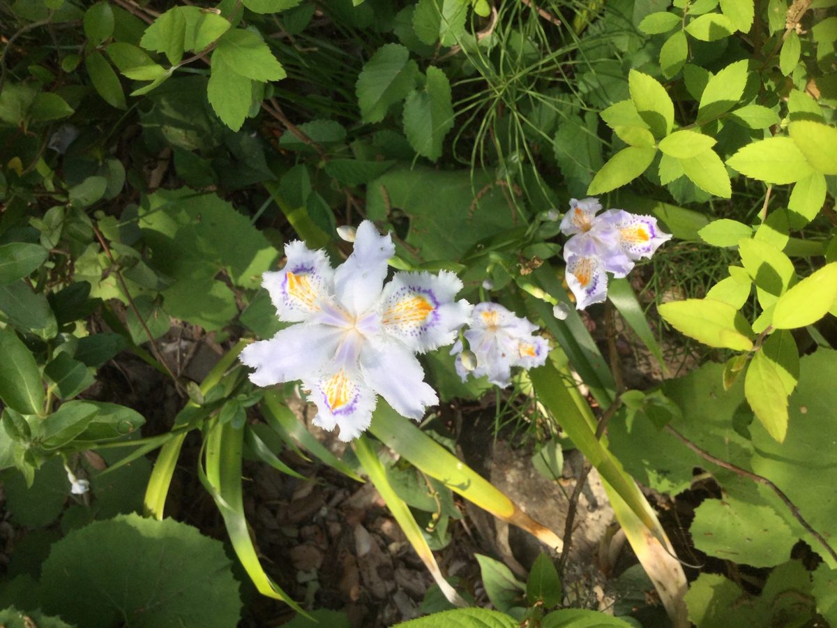 シャガの花をぬう