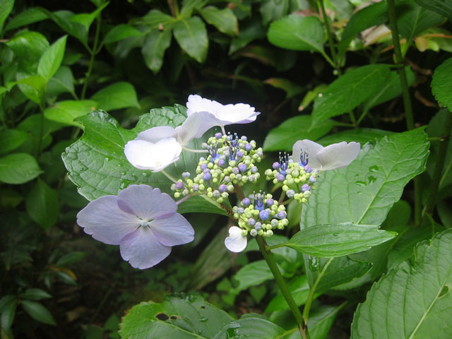 梅雨の花