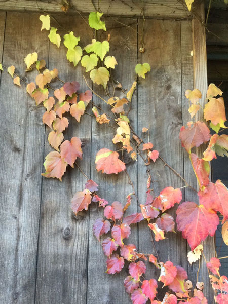 蔦の紅葉　色の変わり目