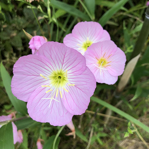 小さき花々