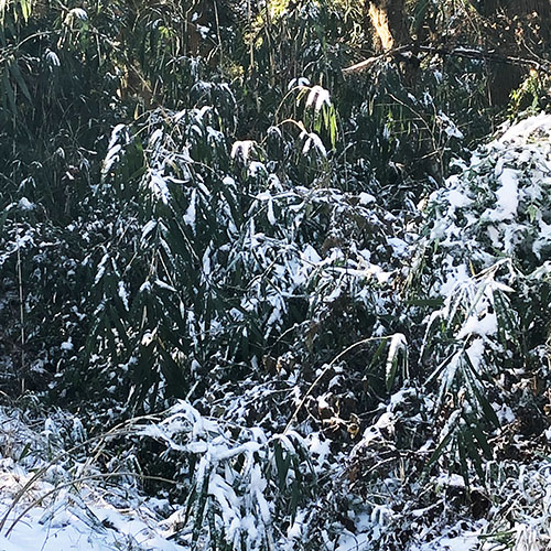 雪持ち笹