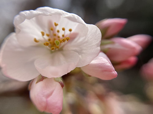 春分　桜始開（さくらはじめてひらく）