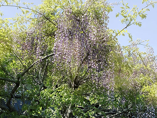 花めぐり