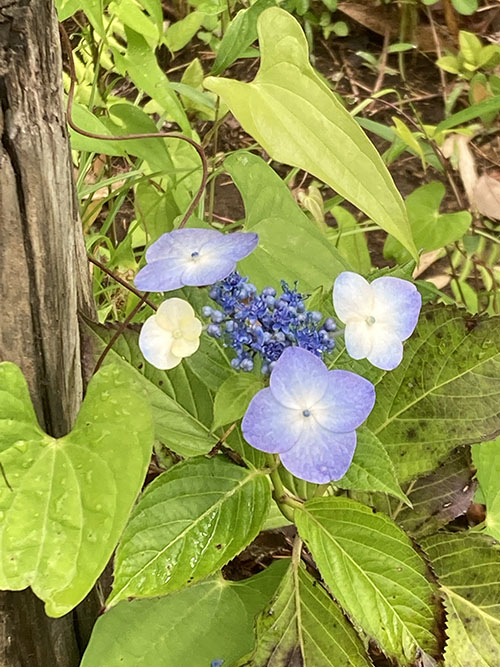 紫陽花