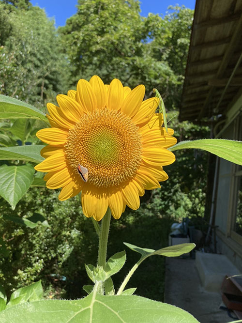 太陽の花