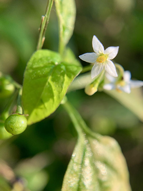 朝の草花の瑞々しさがすき