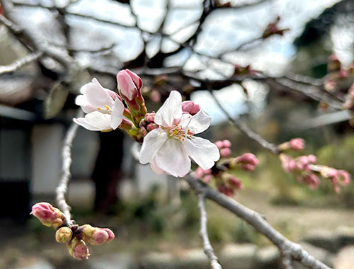 日本刺繍の桜