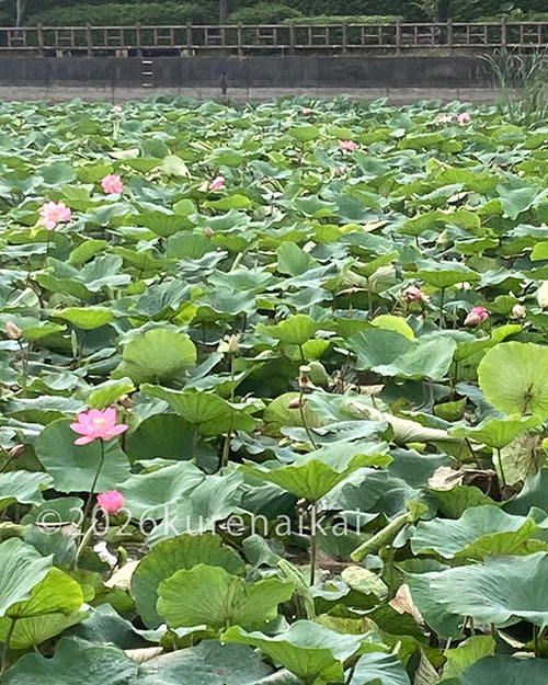 蓮の花